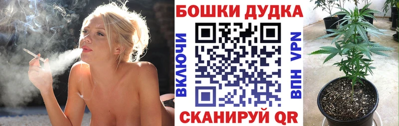 Купить где  Губкин  Бошки Шишки сатива 